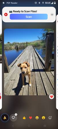 Lost dog
