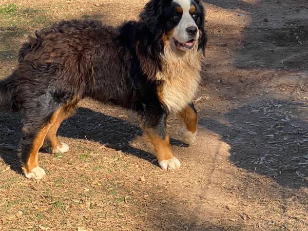 Lost Dog in Sevierville