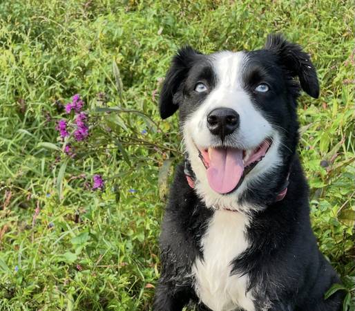 Lost Dog in Farragut