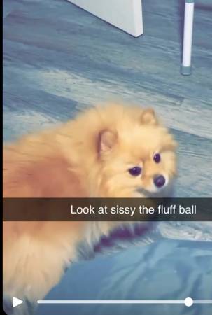 Lost Dog in Loudon
