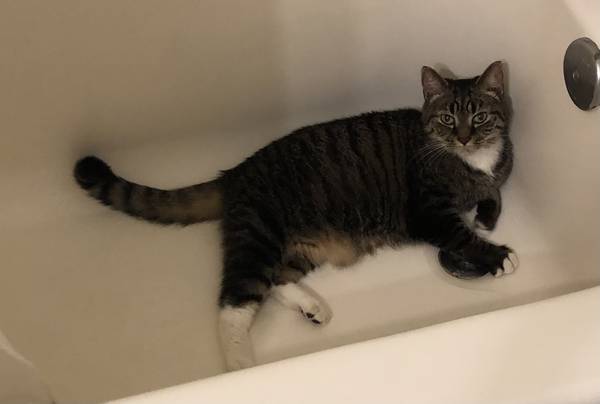 Found Cat in Knoxville