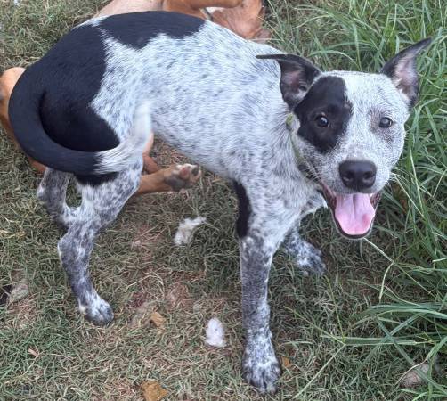 Found Dog in Tellico Plains