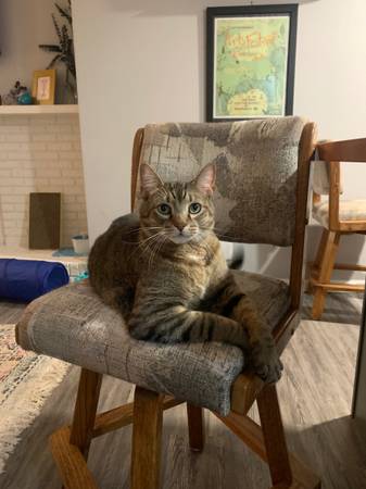 Lost Cat in Knoxville
