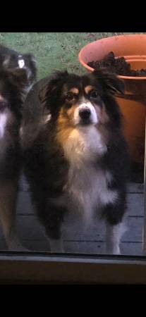 Lost dog