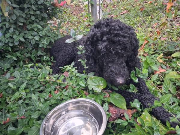 Found Dog in East Knox