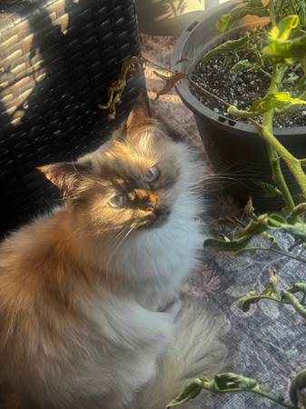 Lost Cat in Knoxville