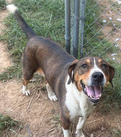 Found Dog in Tellico Plains