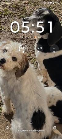Lost dog
