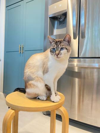 Lost cat