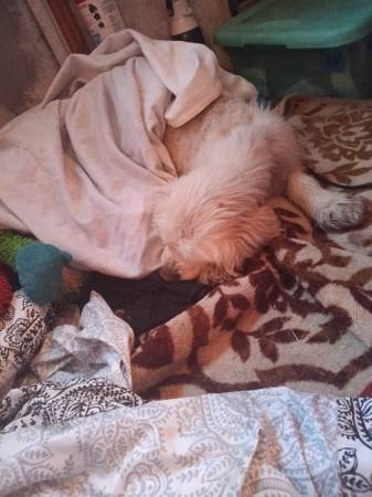 Found Dog in West Richland