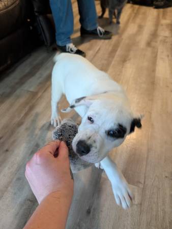 Found Dog in Kennewick