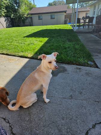 Found Dog in Pasco