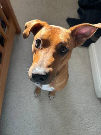 Found Dog in Pasco