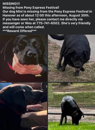 Lost Dog in Hanover