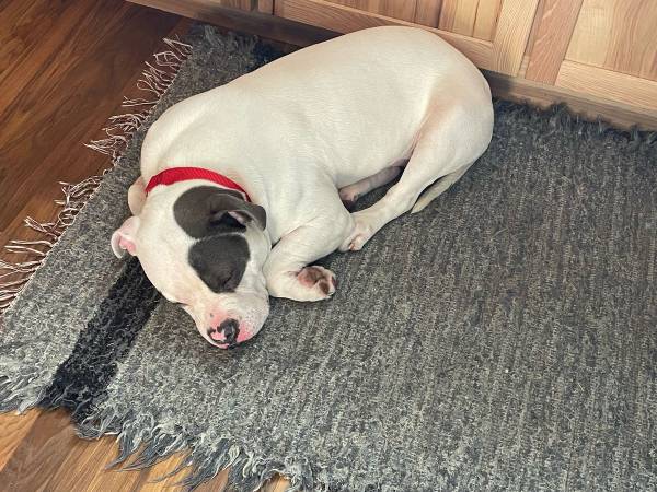 Lost dog