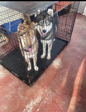 Lost Dog in Fort Meade