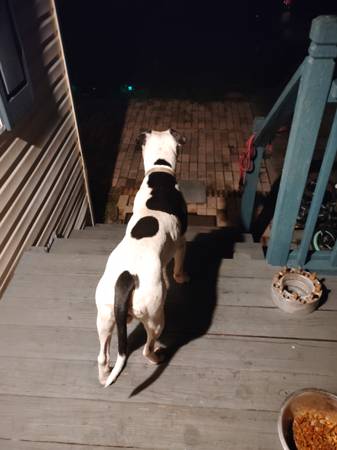 Found Dog in Mulberry