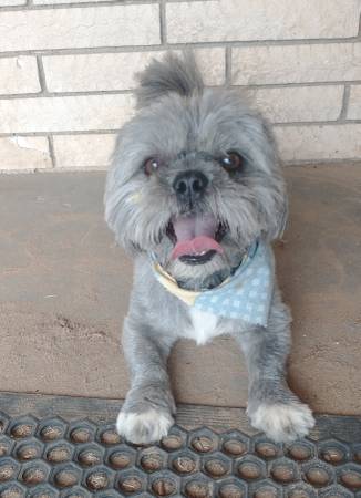 Found pet