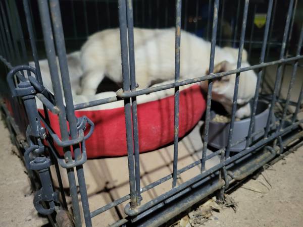 Found dog
