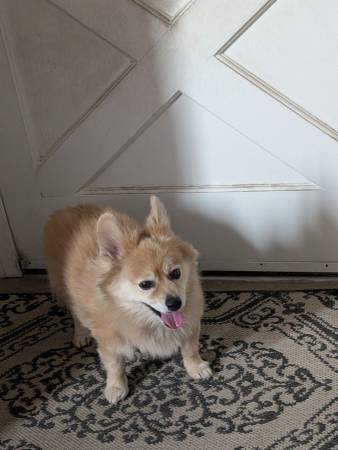Found dog