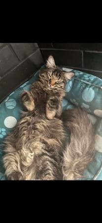 Lost Cat in Las Vegas