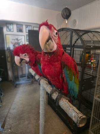 Lost Bird in Las Vegas