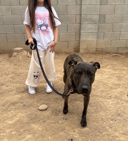 Found dog
