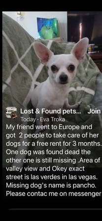 Lost dog