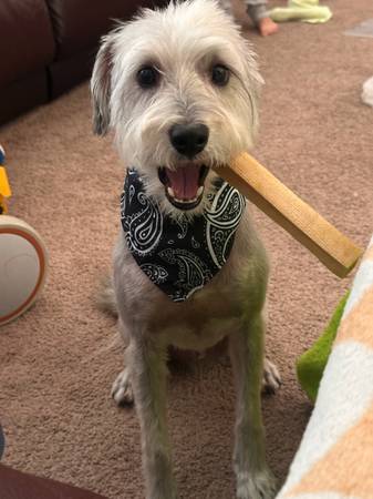 Lost Dog in North Las Vegas