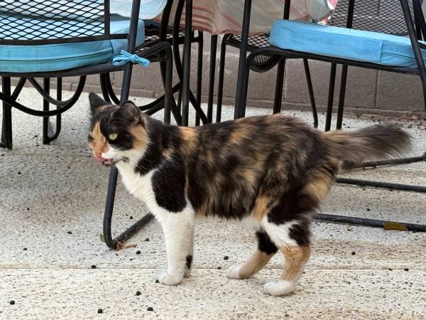 Found Cat in North Las Vegas