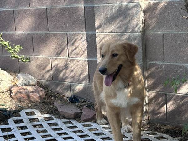 Lost Dog in Buffalo And Gowan