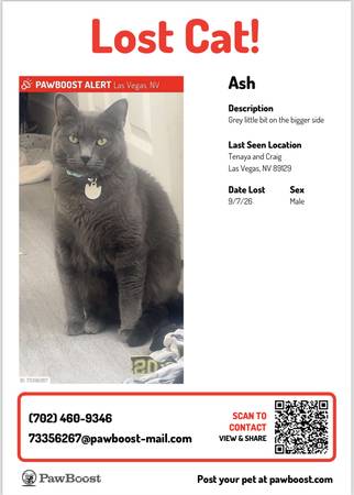 Lost cat
