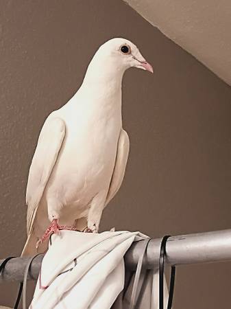 Found bird
