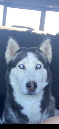 Found dog