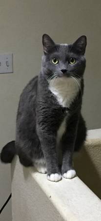 Lost cat
