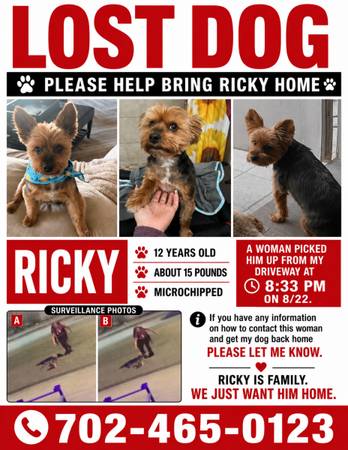 Lost Dog in Las Vegas
