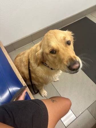 Lost Dog in Las Vegas