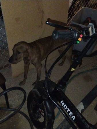 Lost Dog in Las Vegas