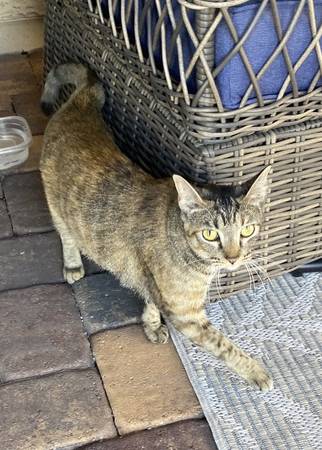 Lost Cat in Henderson