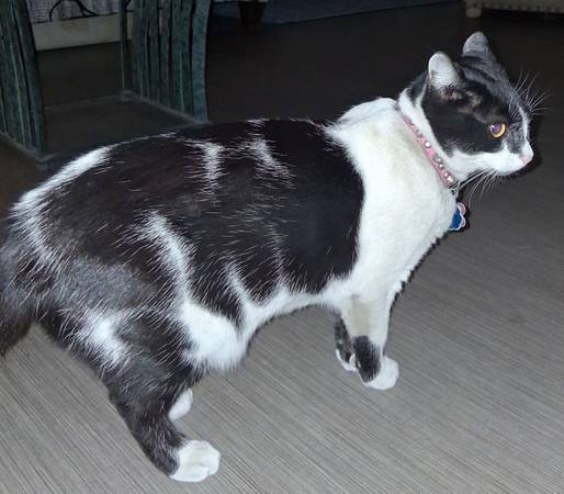 Lost cat