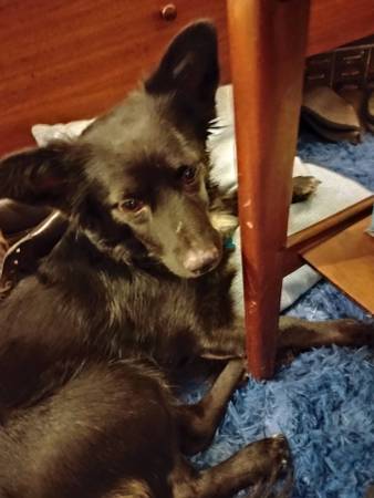 Lost Dog in Las Vegas
