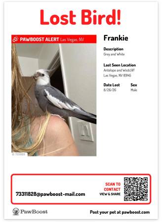 Lost Bird in Antelope And Westcliff
