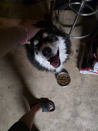 Found dog