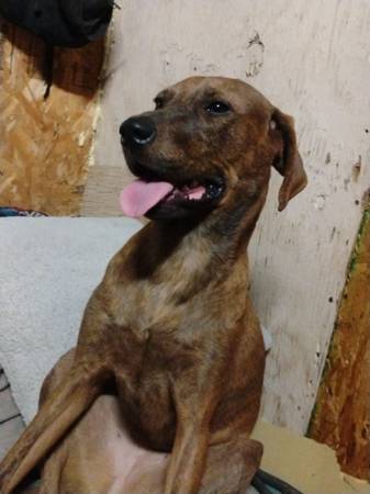 Lost Dog in Las Vegas