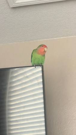 Lost bird