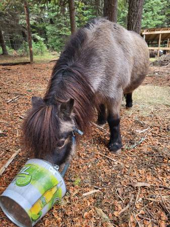 Lost Horse in Lewiston