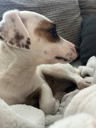 Lost Dog in Celina