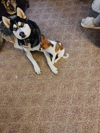 Lost dog