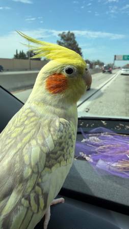 Lost bird