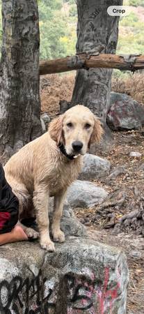 Lost Dog in Los Angeles